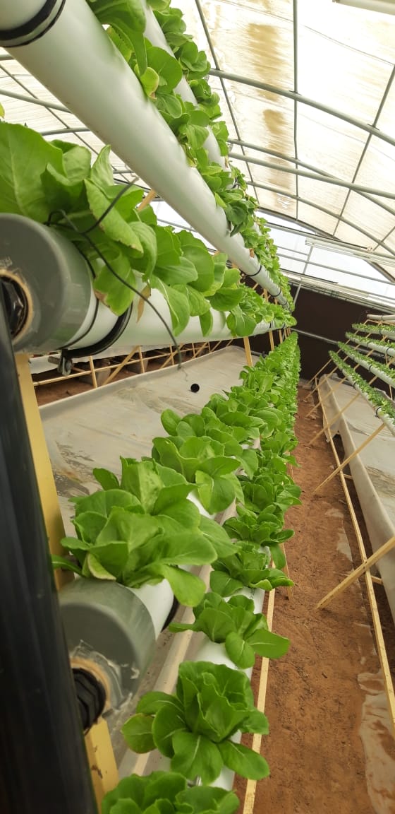 Commercial Hydroponics Systems – Hydroponics Systems for Home, School