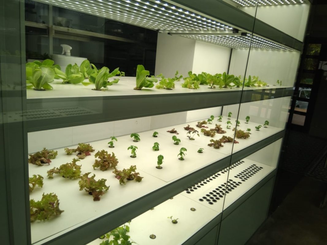 Indoor hydroponic farm Almirah L Hydroponics Systems for Home, School, Office & Restaurants