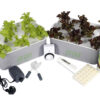 hydroponics-learning kit lettuce