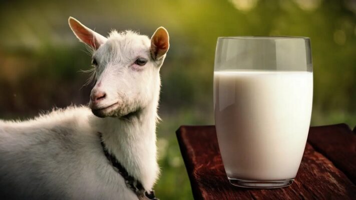 goat milk in rak farm