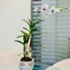 Elegant Orchid Trio – Perfect for Every Space